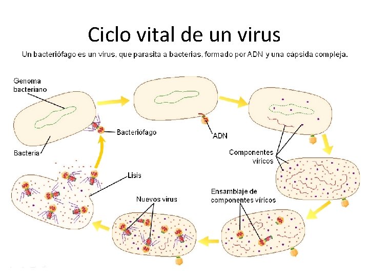 Ciclo vital de un virus 