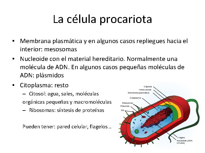 La célula procariota • Membrana plasmática y en algunos casos repliegues hacia el interior: