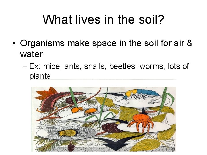 What lives in the soil? • Organisms make space in the soil for air