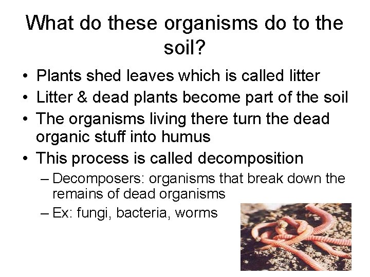 What do these organisms do to the soil? • Plants shed leaves which is