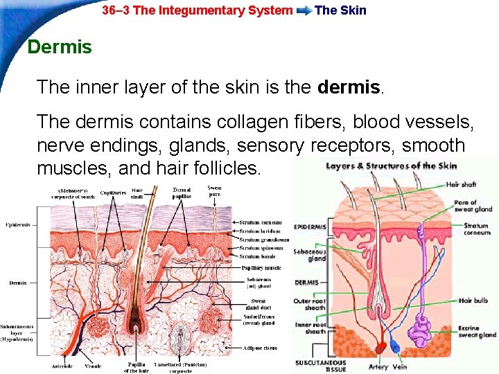36– 3 The Integumentary System The Skin Dermis The inner layer of the skin 36– 3 The Integumentary System The Skin Dermis The inner layer of the skin