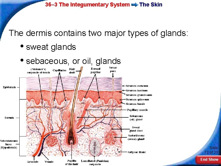 36– 3 The Integumentary System The Skin The dermis contains two major types of
