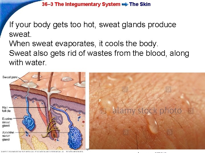 36– 3 The Integumentary System The Skin If your body gets too hot, sweat