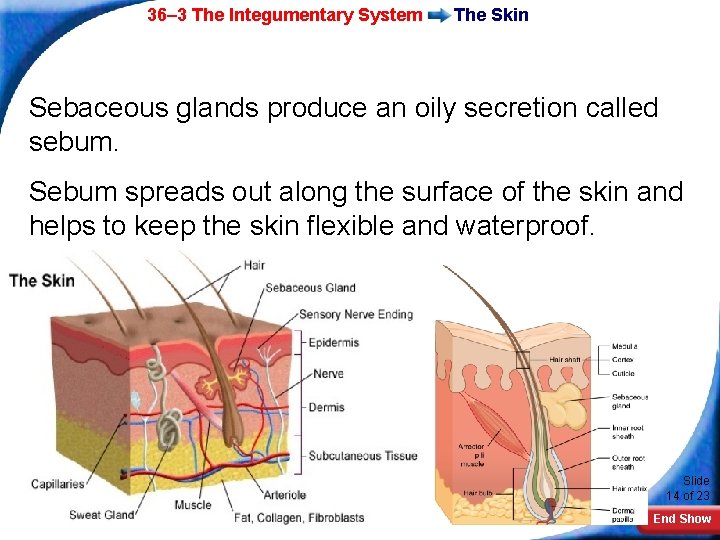 36– 3 The Integumentary System The Skin Sebaceous glands produce an oily secretion called