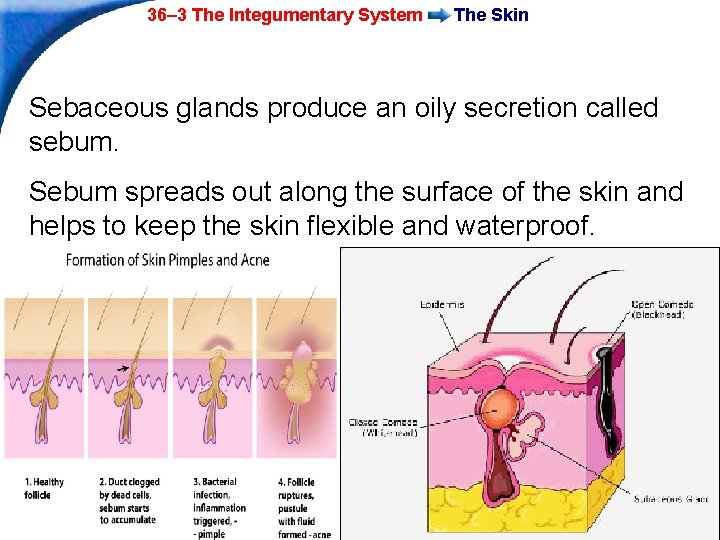 36– 3 The Integumentary System The Skin Sebaceous glands produce an oily secretion called 36– 3 The Integumentary System The Skin Sebaceous glands produce an oily secretion called