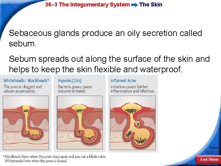 36– 3 The Integumentary System The Skin Sebaceous glands produce an oily secretion called