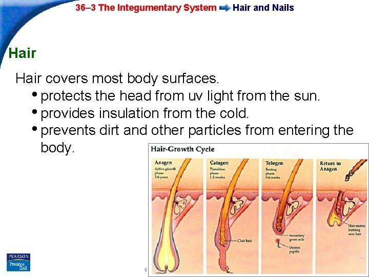 36– 3 The Integumentary System Hair and Nails Hair covers most body surfaces. •