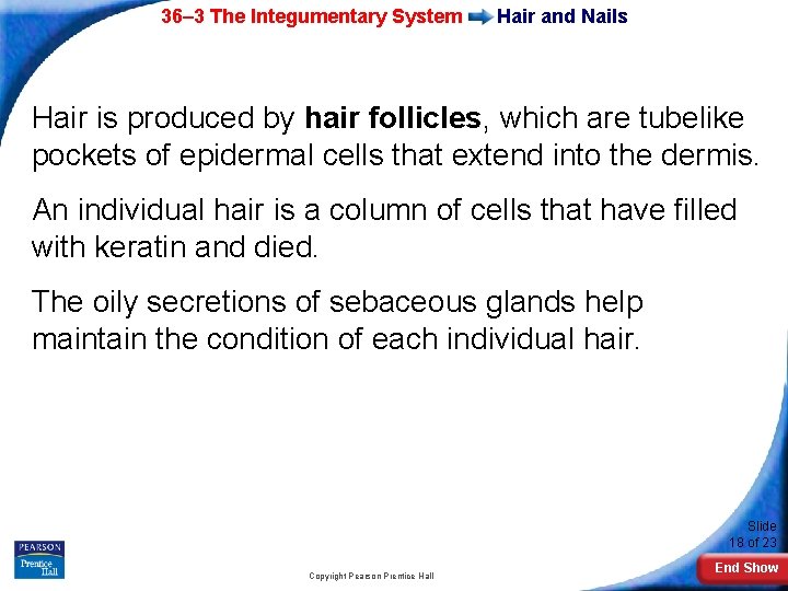 36– 3 The Integumentary System Hair and Nails Hair is produced by hair follicles,