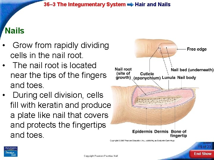 36– 3 The Integumentary System Hair and Nails • Grow from rapidly dividing cells 36– 3 The Integumentary System Hair and Nails • Grow from rapidly dividing cells