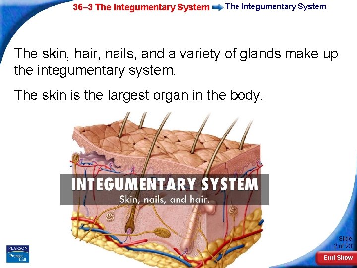 36– 3 The Integumentary System The skin, hair, nails, and a variety of glands