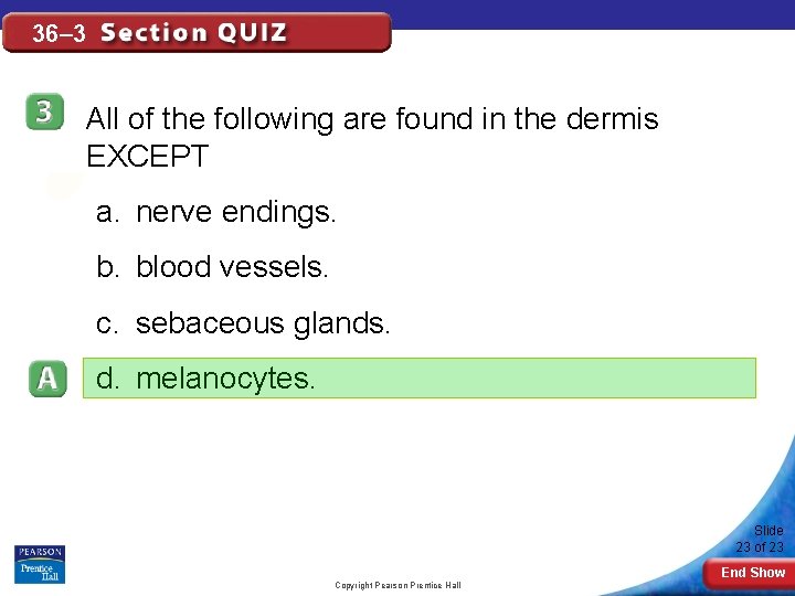 36– 3 All of the following are found in the dermis EXCEPT a. nerve