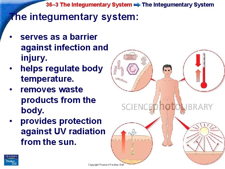 36– 3 The Integumentary System The integumentary system: • serves as a barrier against