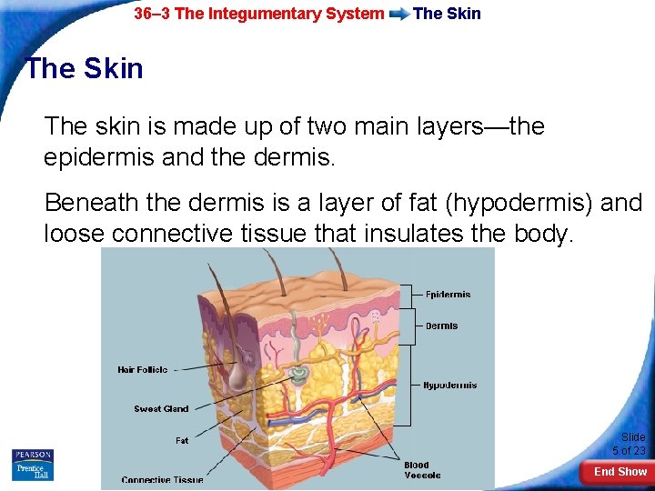 36– 3 The Integumentary System The Skin The skin is made up of two