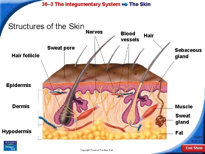 36– 3 The Integumentary System Structures of the Skin Nerves Sweat pore The Skin