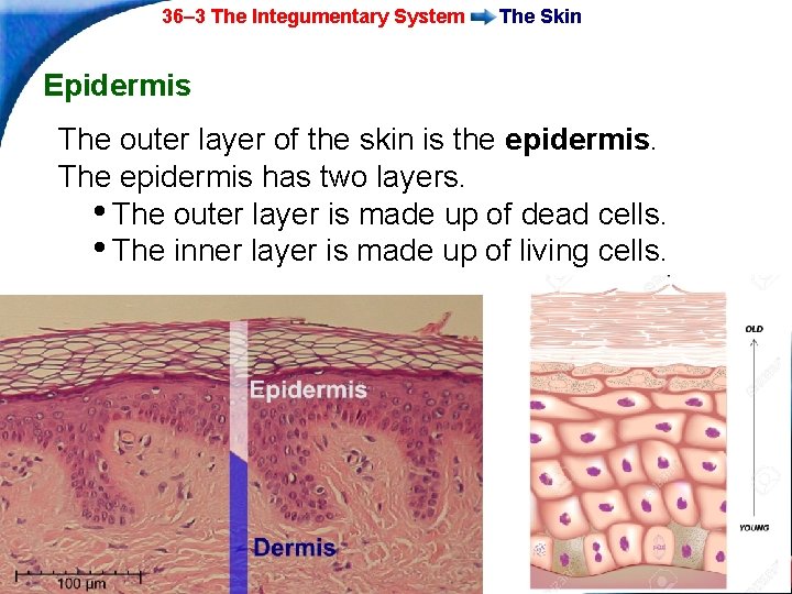 36– 3 The Integumentary System The Skin Epidermis The outer layer of the skin