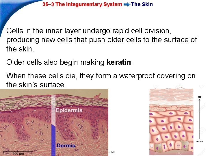 36– 3 The Integumentary System The Skin Cells in the inner layer undergo rapid 36– 3 The Integumentary System The Skin Cells in the inner layer undergo rapid