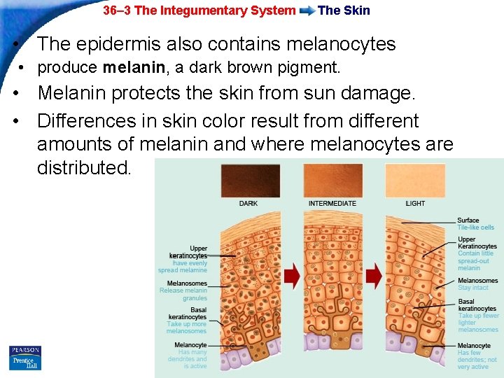 36– 3 The Integumentary System The Skin • The epidermis also contains melanocytes •