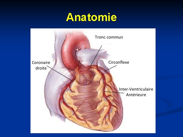 Anatomie 