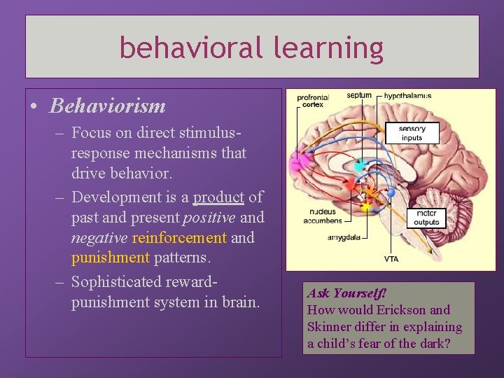 behavioral learning • Behaviorism – Focus on direct stimulusresponse mechanisms that drive behavior. –