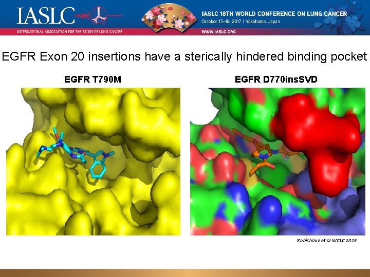 EGFR Exon 20 insertions have a sterically hindered binding pocket EGFR T 790 M