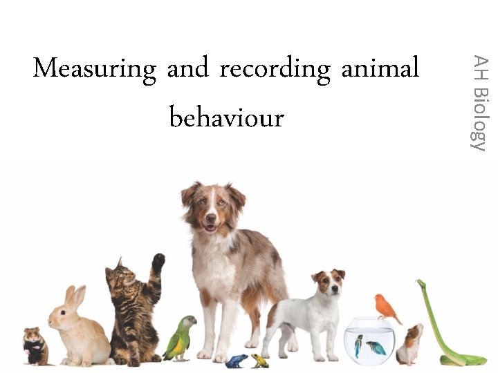 AH Biology Measuring and recording animal behaviour 