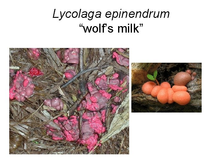Lycolaga epinendrum “wolf’s milk” 