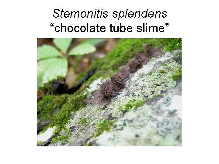Stemonitis splendens “chocolate tube slime” 