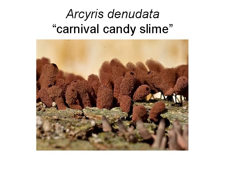 Arcyris denudata “carnival candy slime” 