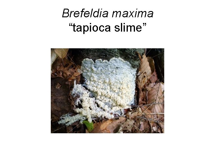 Brefeldia maxima “tapioca slime” 