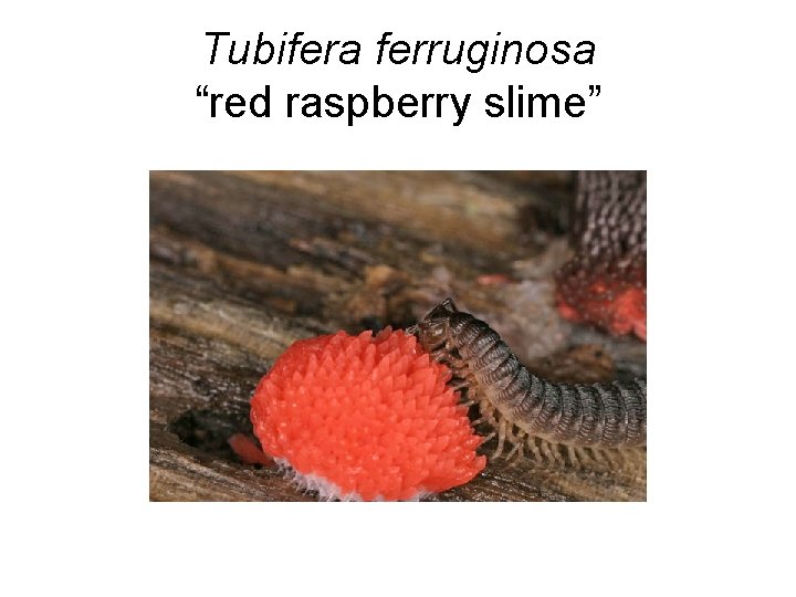 Tubifera ferruginosa “red raspberry slime” 