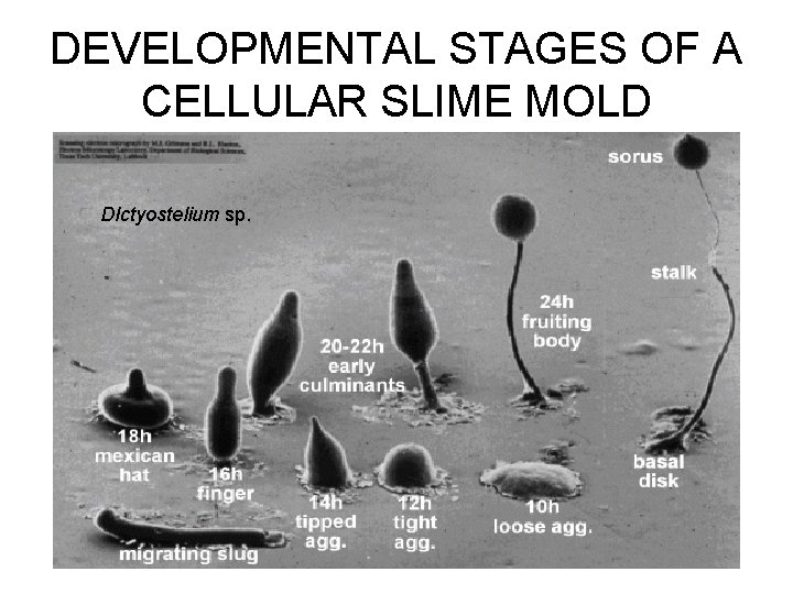 DEVELOPMENTAL STAGES OF A CELLULAR SLIME MOLD DIctyostelium sp. 