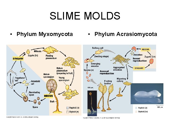 SLIME MOLDS • Phylum Myxomycota • Phylum Acrasiomycota 