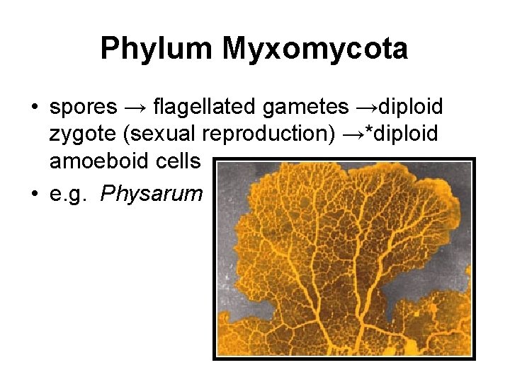 Phylum Myxomycota • spores → flagellated gametes →diploid zygote (sexual reproduction) →*diploid amoeboid cells
