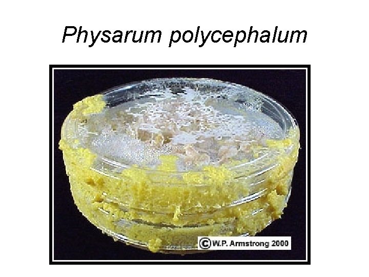 Physarum polycephalum 