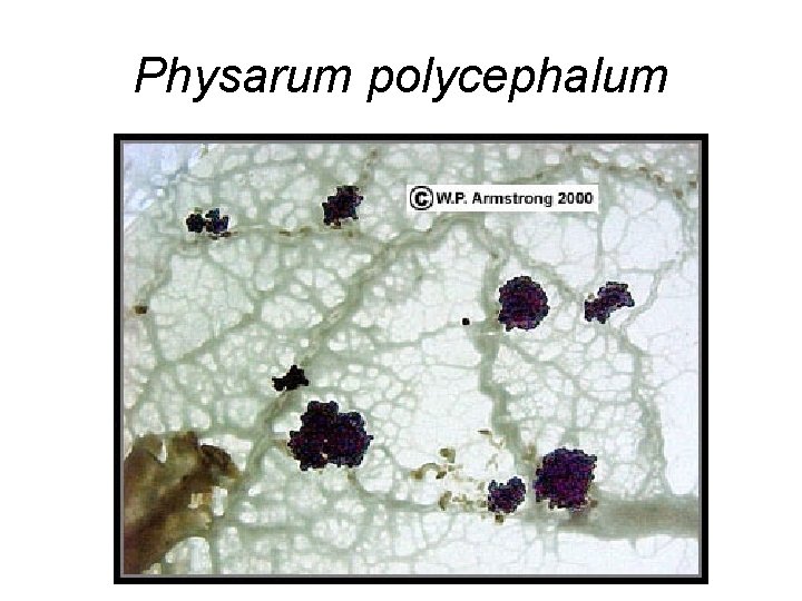 Physarum polycephalum 