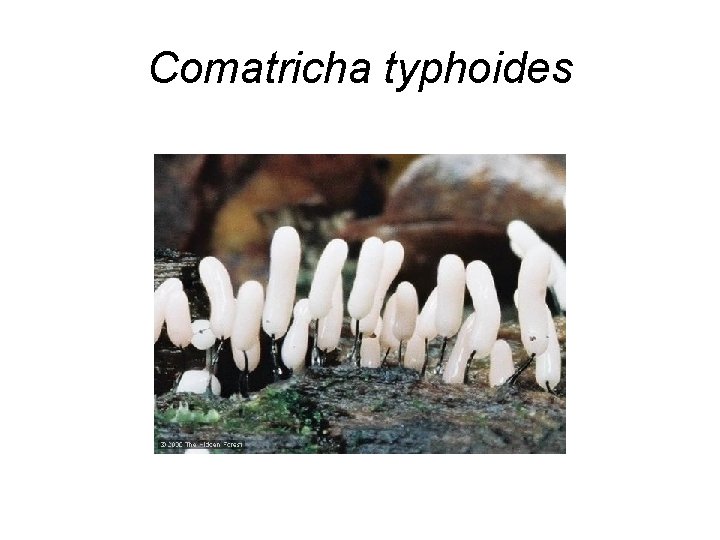 Comatricha typhoides 