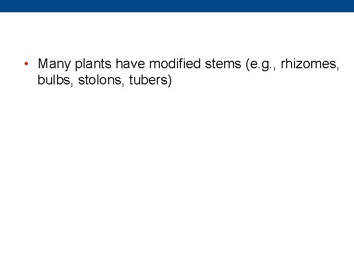  • Many plants have modified stems (e. g. , rhizomes, bulbs, stolons, tubers)