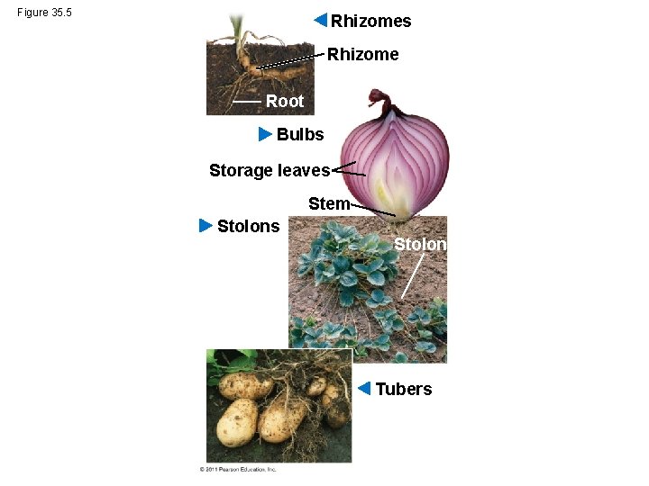 Figure 35. 5 Rhizomes Rhizome Root Bulbs Storage leaves Stem Stolons Stolon Tubers 