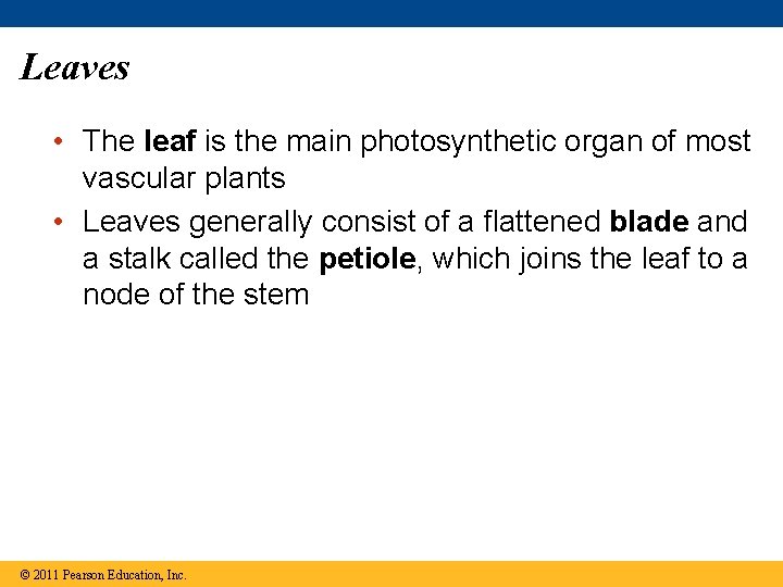 Leaves • The leaf is the main photosynthetic organ of most vascular plants •