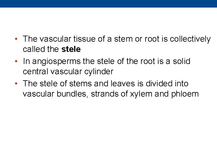  • The vascular tissue of a stem or root is collectively called the