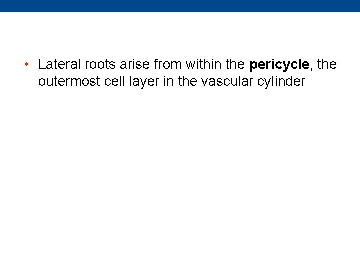  • Lateral roots arise from within the pericycle, the outermost cell layer in