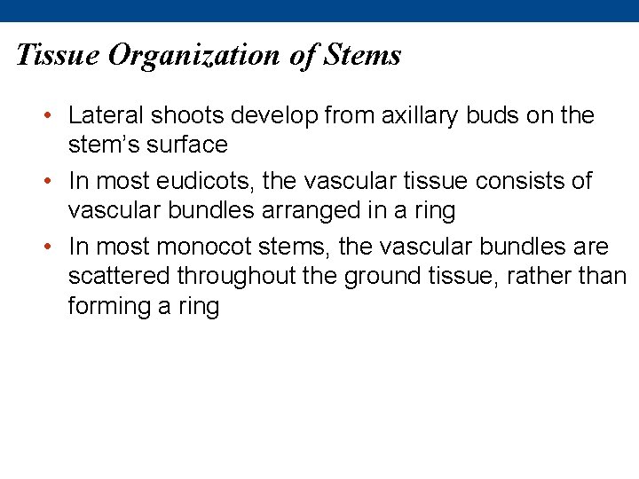 Tissue Organization of Stems • Lateral shoots develop from axillary buds on the stem’s