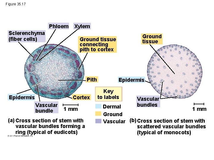 Figure 35. 17 Phloem Xylem Sclerenchyma (fiber cells) Pith Epidermis Cortex Vascular bundle Ground