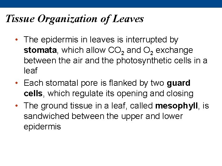 Tissue Organization of Leaves • The epidermis in leaves is interrupted by stomata, which