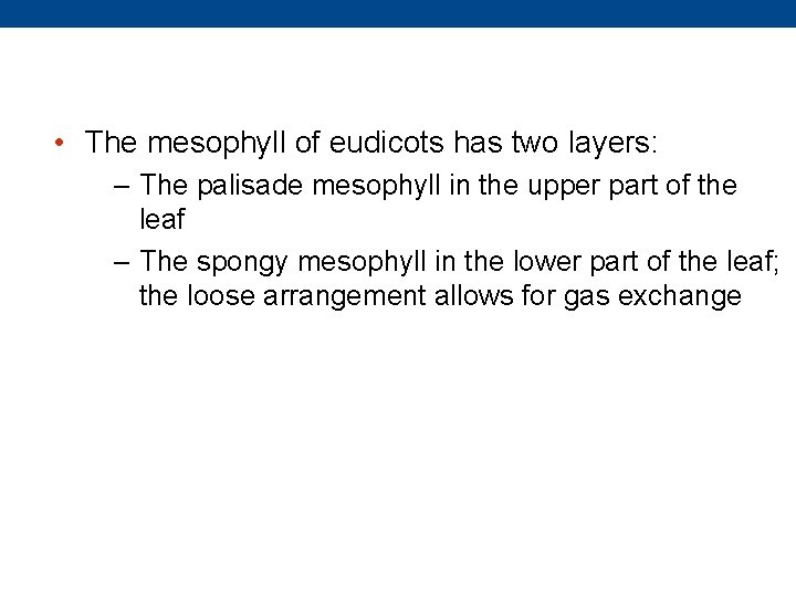  • The mesophyll of eudicots has two layers: – The palisade mesophyll in
