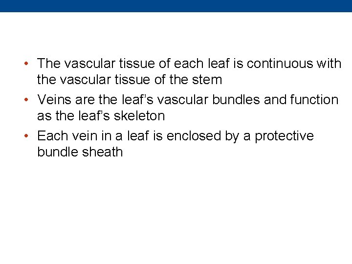  • The vascular tissue of each leaf is continuous with the vascular tissue