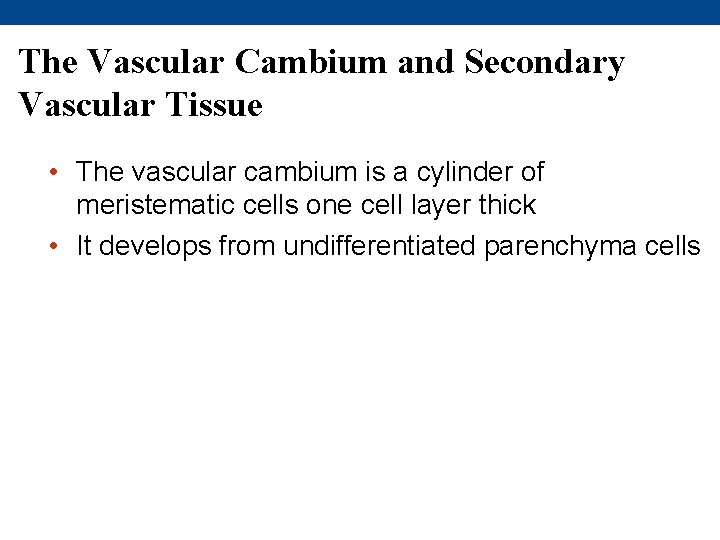 The Vascular Cambium and Secondary Vascular Tissue • The vascular cambium is a cylinder