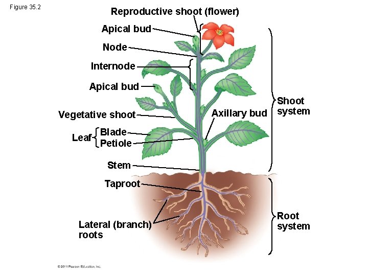Figure 35. 2 Reproductive shoot (flower) Apical bud Node Internode Apical bud Vegetative shoot