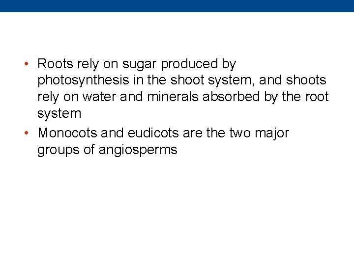  • Roots rely on sugar produced by photosynthesis in the shoot system, and