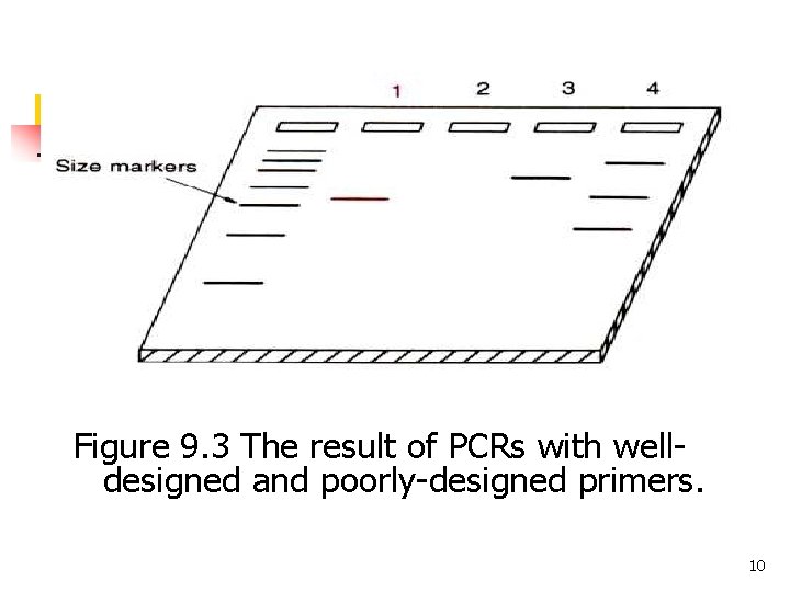 Figure 9. 3 The result of PCRs with welldesigned and poorly-designed primers. 10 Figure 9. 3 The result of PCRs with welldesigned and poorly-designed primers. 10